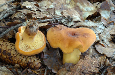 ryzec syrovinka - Lactarius volemus