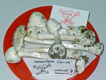 muchomrka jzliv - Amanita virosa