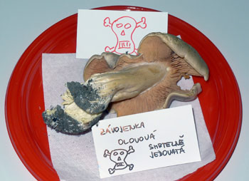 zvojenka olovov - Entoloma sinuatum