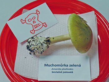 muchomrka zelen - Amanita phalloides