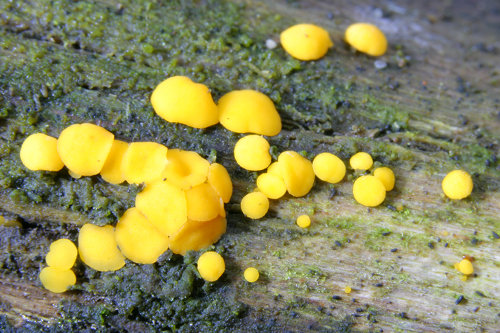 voskovička citronová - Bisporella citrina - foto: Radim Dvořák