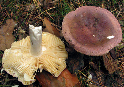 holubinka ametystov - Russula amethystina - foto: P.Svoboda