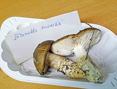 šťavnatka hnědobílá – Hygrophorus latitabundus - druh uvedený v Červeném seznamu ohrožených druhů hub ČR