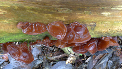 ucho Jidovo - Auricularia auricula-judae