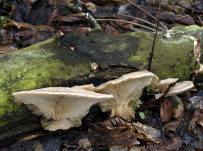 hlva stin - Pleurotus ostreatus