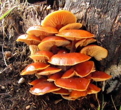 penzovka sametonoh  Flammulina velutipes