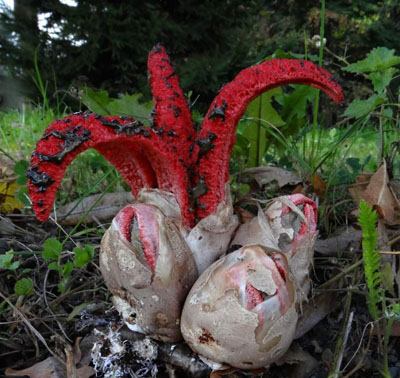 kvtnatec Archerv - Clathrus Archeri - demo foto: MK elkovice