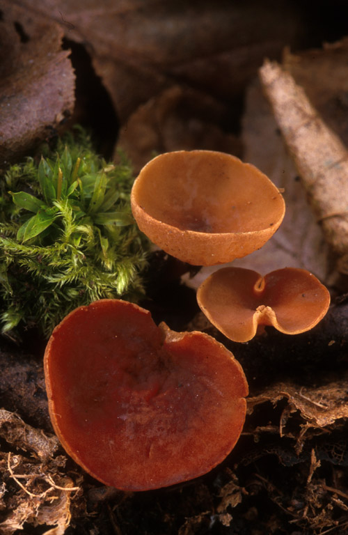 1. Napište český a latinský název houby na snímku, vyrůstající na tlejících větvičkách habrů a olší. Určete, v jakém ročním období vyrůstá a zda patří mezi stopkovýtrusé či vřeckovýtrusé houby.