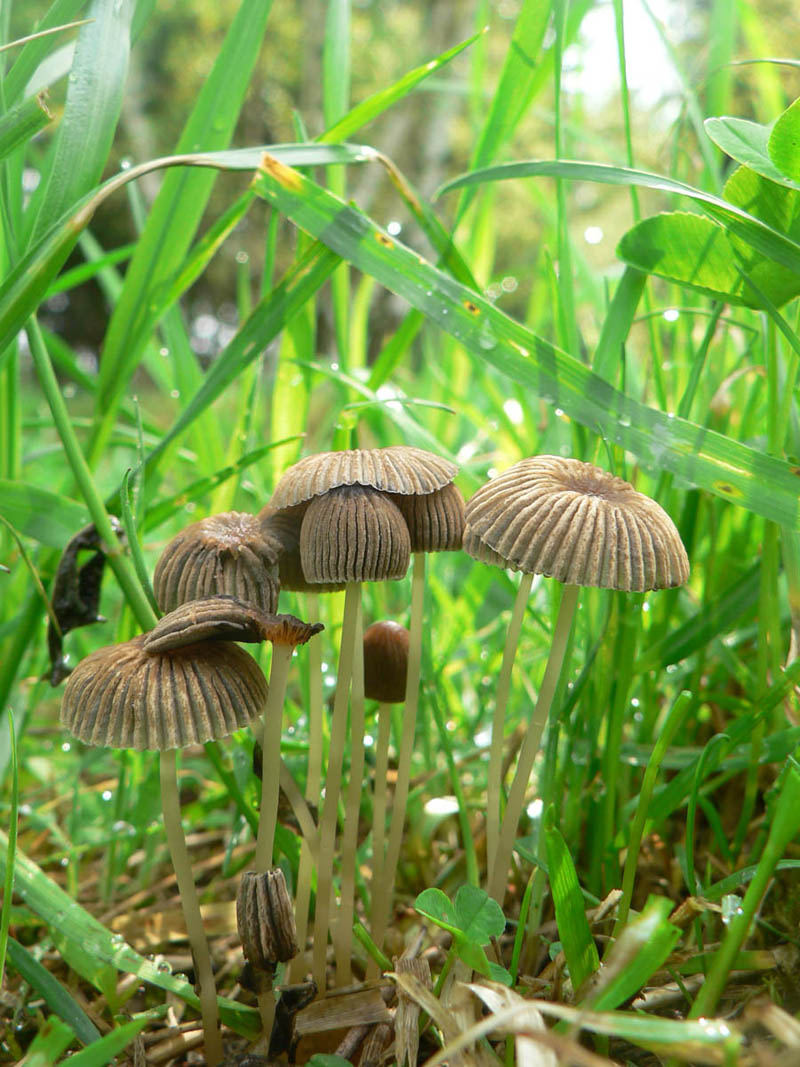 hnojník řasnatý - Parasola plicatilis - foto: Eva Hamanová
