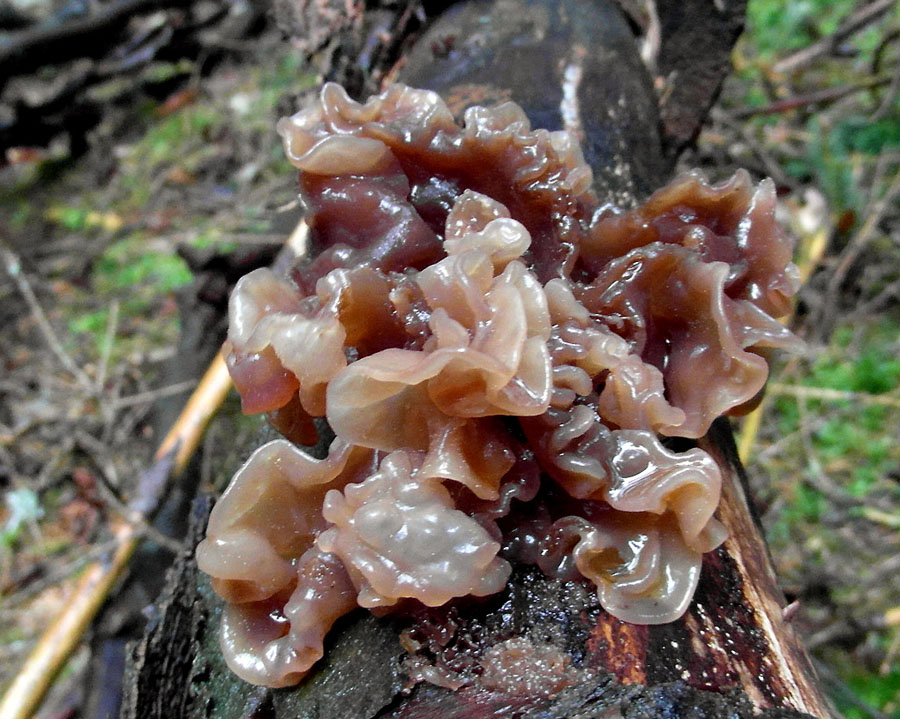 rosolovka listovit - Tremella foliacea