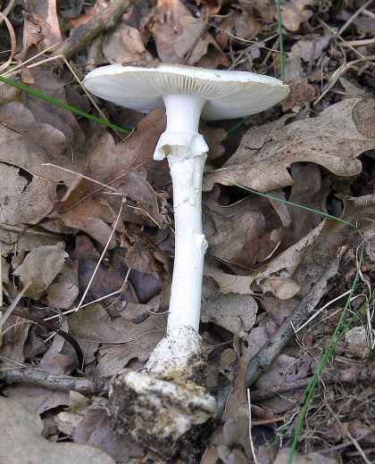 muchomrka jarn - Amanita verna, smrteln jedovat