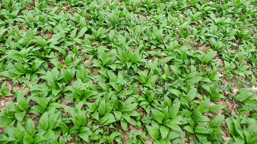 pole česneku medvědího alias lesního česneku – Allium ursinum, oblíbené to jarní kuchyňské byliny