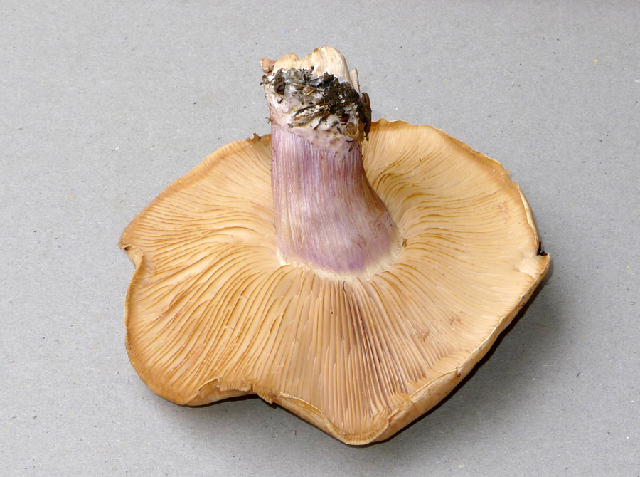 houba vyrostla v trávníku na sídlišti v pražských Horních Roztylech