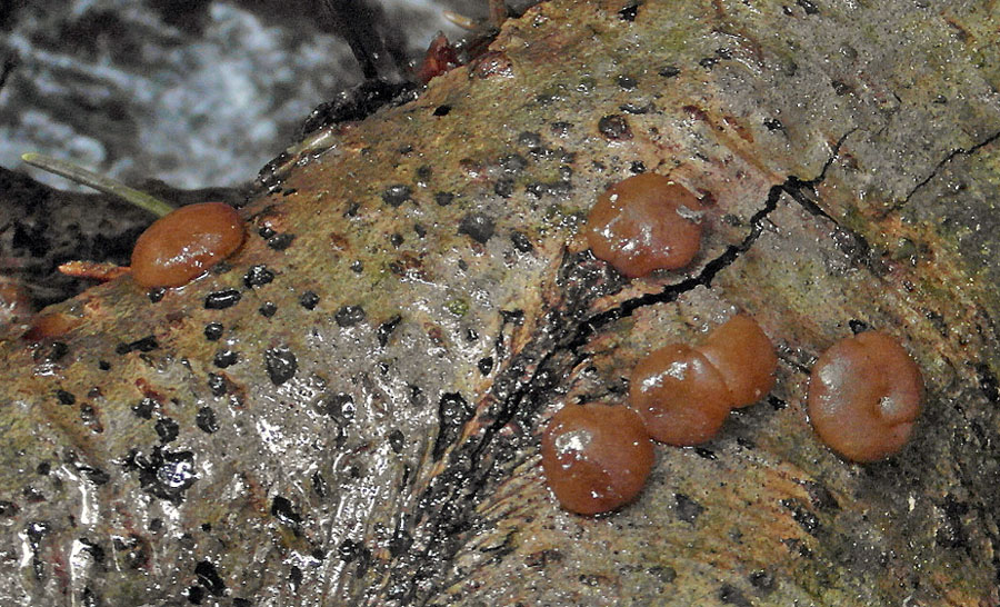 bochíček potoční - Pachyella babingtonii, výskytem zřídkavý druh