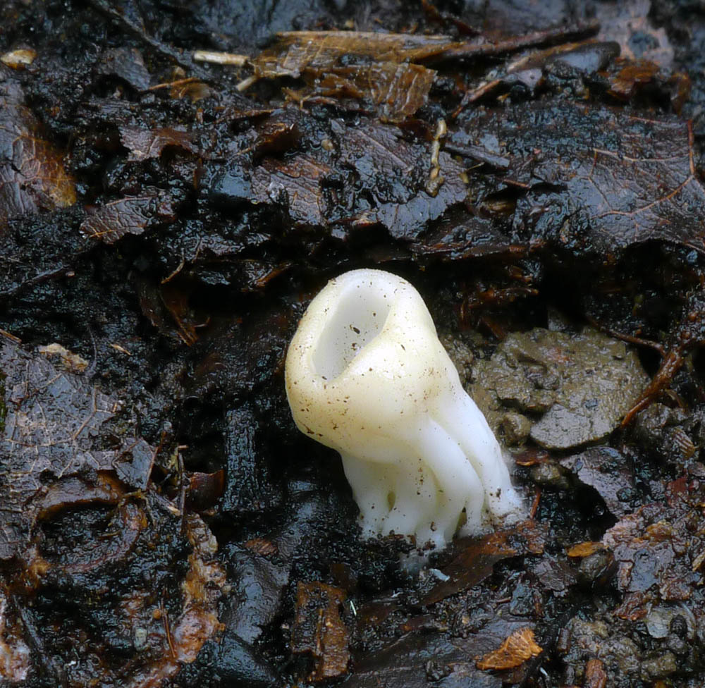 obr. 12 chřapáč (kališník) obecný – Helvella acetabulum, jedlý
