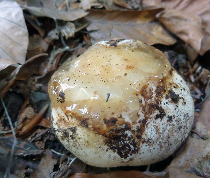 Phallus impudicus - hadovka smrdutá, ve stádiu vajíčka, jedlá - foto: Petr Souček
