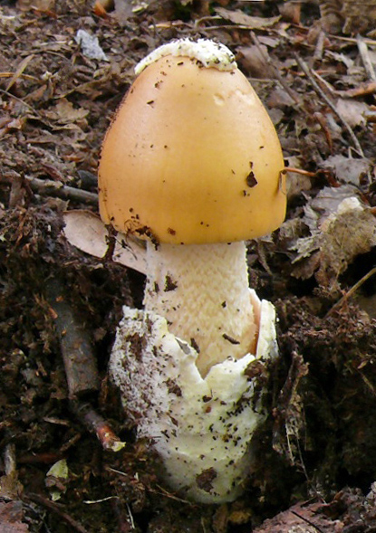 muchomrka afrnov  Amanita crocea, jedl, Posk hbet - foto: Stanislav Jirsek