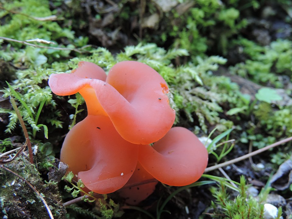 rosolovec červený - Tremiscus helvelloides - foto: Vavřinec Klener