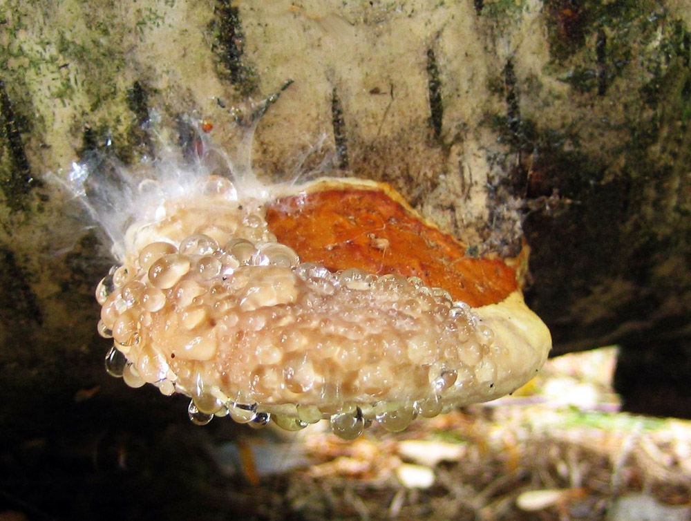 troudnatec pásovaný – Fomitopsis pinicola, Bárov - foto: Táňa Scherzlová 