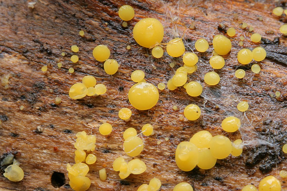 voskovička citronová - Bisporella citrina - foto: Radim Dvořák
