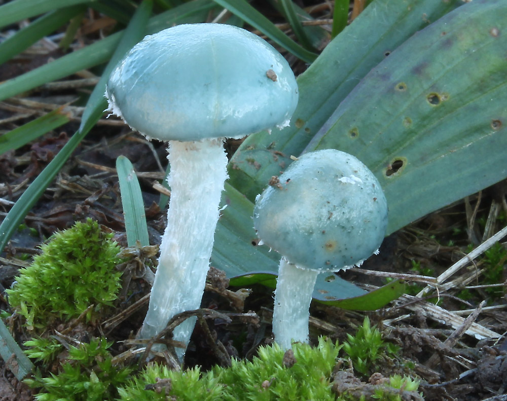 límcovka modrá – Stropharia cyanea, Krasíkov - foto: Jana Pravcová