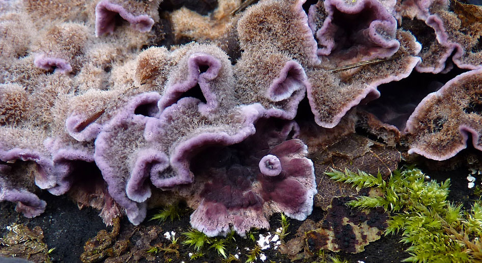 pevník nachový – Chondrostereum purpureum - foto: Petr Mikuš, Berounsko 
