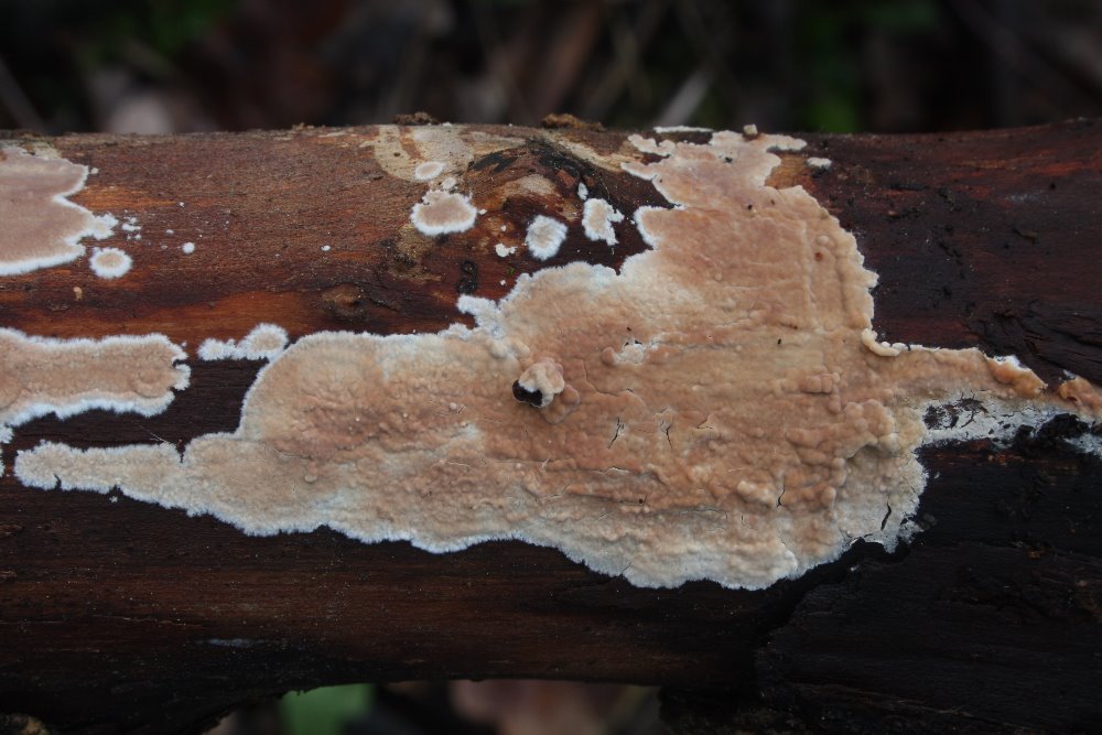 kornatec rozvit - Cylindrobasidium evolens - foto: Oldich Jindich, Hoovicko