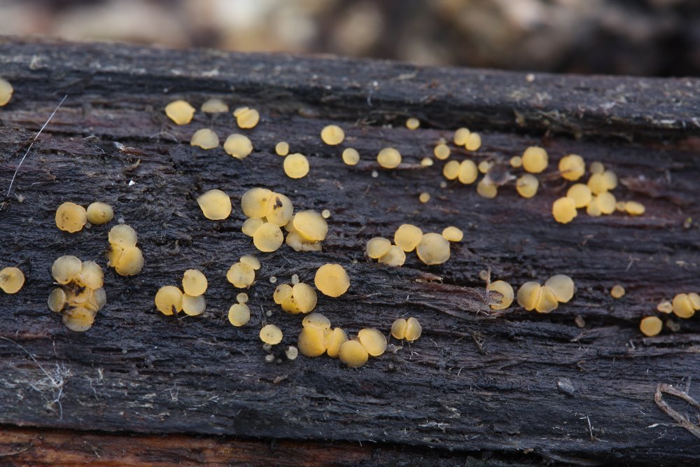 voskovika vrbov - Hymenocyphus conscriptus - foto: Oldich Jindich, Hoovicko