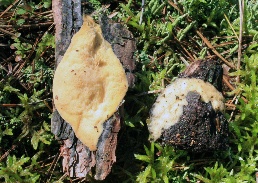  outkovka žlutavá – Diplomitoporus flavescens, ohrožený druh Červeného seznamu [EN]
