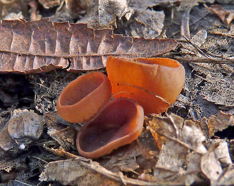 hlízenka sasanková – Dumontinia tuberosa - foto: Petr Mikuš, Koněprusy