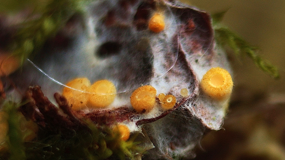 pavučinovka zlatožlutá - Arachnopeziza aurelia - foto: Pavel Moran, Svépravice, Pelhřimovsko