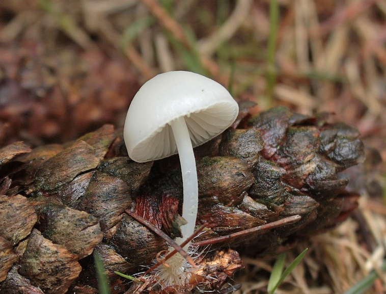 helmovka šiškomilná – Mycena strobilicola, bílá forma - foto: Pavel Moran, Svépravice, Pelhřimovsko