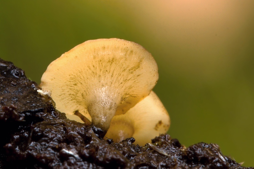 voskovička jarní - Hymenoscyphus vernus - foto: Martin Růžek