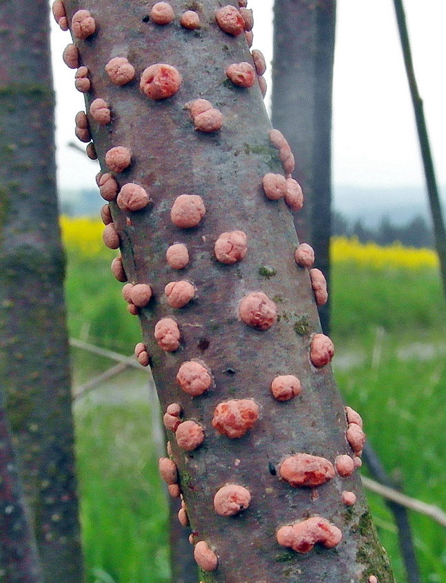 rážovka rumělková – Nectria cinnabarina (anamorfy), Chebsko - foto: Jiří Pošmura