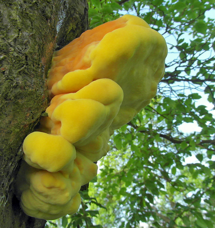 sírovec žlutooranžový – Laetiporus sulphureus, jedlý, Chebsko - foto: Jiří Pošmura