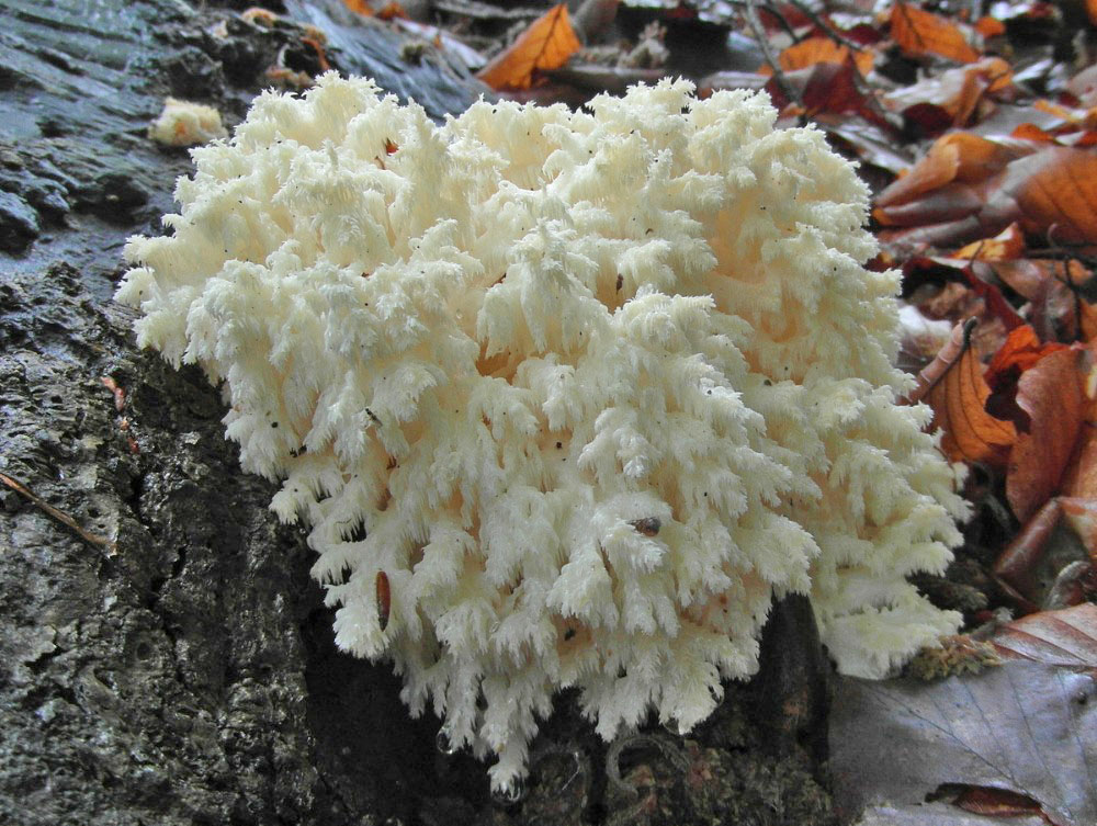 korálovec bukový - Hericium clathroides, Slavkovský les - foto: Jiří Pošmura 