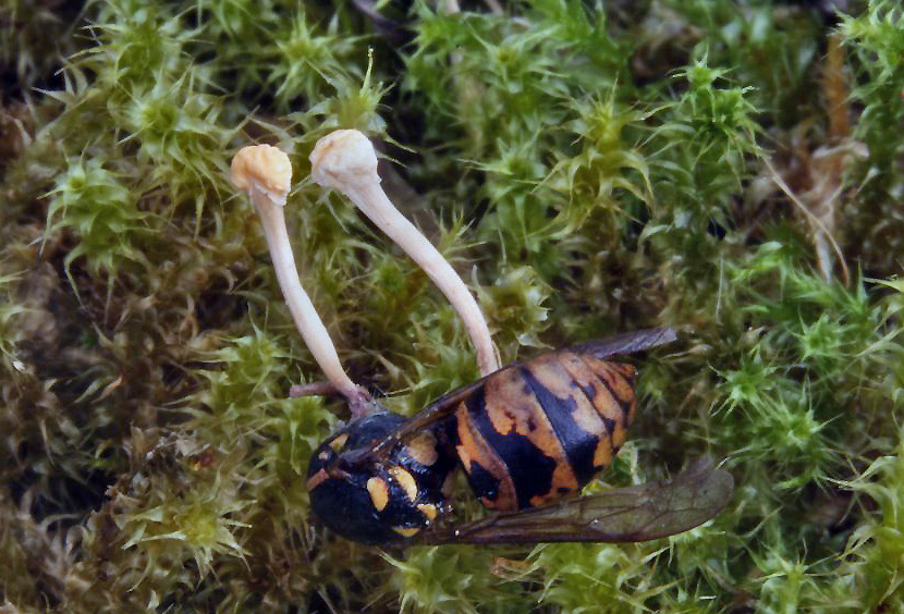 housenice vosová – Cordyceps sphecocephala, Brdy - foto: Oldřich Jindřich