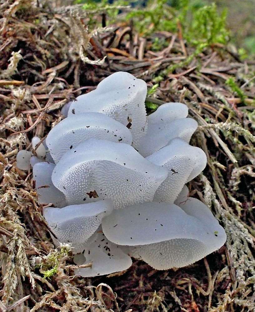 rosolozub huspenitý – Pseudohydnum gelatinosum, Šumava, Javorník - foto: Markéta Vlčková