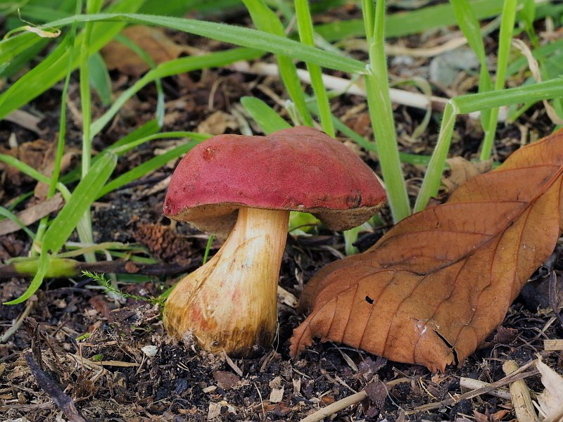 hřib červený – Xerocomellus rubellus, jedlý, Slavkovský les - foto: Miroslav Tauš