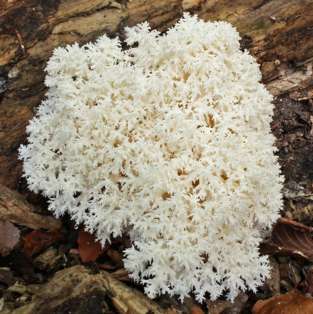 korálovec bukový - Hericium clathroides, Hoštejn - foto: Jana Pravcová