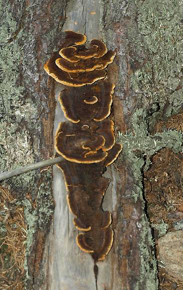 trámovka jedlová - Gloeophyllum abietinum, Javorník na Šumavě - foto: Jaroslav Vlček