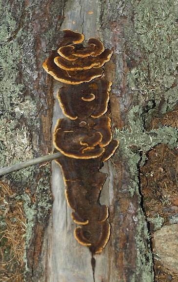 trmovka jedlov - Gloeophyllum abietinum, Javornk na umav - foto: Jaroslav Vlek