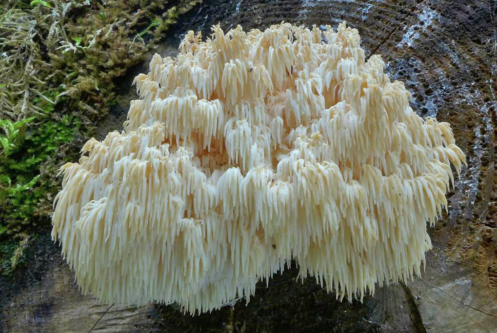 korálovec jedlový - Hericium flagellum, Červený seznam ohrožených druhů, kategorie NT, Šumava - foto: Petr Souček