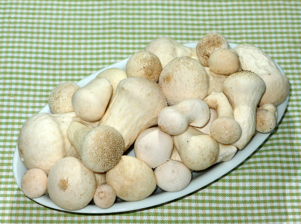 pýchavky jsou znamenité jedlé houby