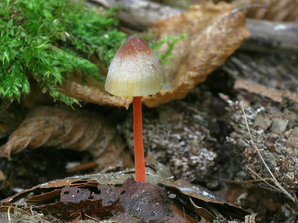 helmovka šafránová – Mycena crocata, Mimoň - foto: Ladislav Špeta 