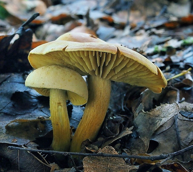 čirůvka sírožlutá – Tricholoma sulphureum, Mariánskolázeňsko - foto: Miroslav Tauš 