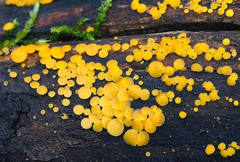 voskovička citronová - Bisporella citrina, Chebsko - foto: Miroslav Tauš