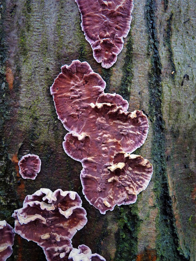 pevník nachový - Chondrostereum purpureum, Houska u Mšena - foto: Petr Mikuš