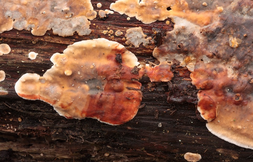 pevník korkovitý – Stereum rugosum, Vlašimsko - foto: Pavel Moran