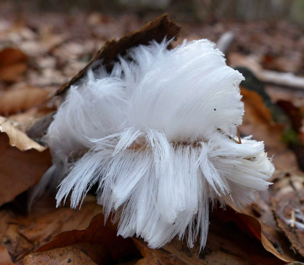 ledové vlasy patří ke krásám i záhadám lesa - foto: Jiří Laštůvka